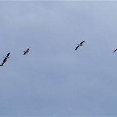 Pelecanus conspicillatus at Killara, VIC - 24 May 2025 11:04 AM