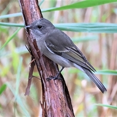 Pachycephala pectoralis at Bandiana, VIC - 24 May 2025 by KylieWaldon