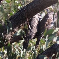 Podargus strigoides (Tawny Frogmouth) at Conder, ACT - 26 May 2025 by SandraH