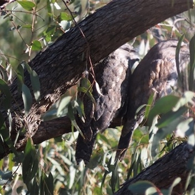 Podargus strigoides (Tawny Frogmouth) at Conder, ACT - 26 May 2025 by SandraH
