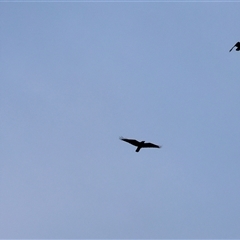 Corvus mellori at Killara, VIC - 24 May 2025 by KylieWaldon