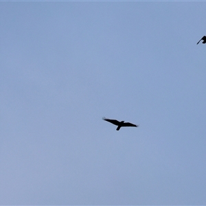Corvus mellori at Killara, VIC - 24 May 2025 by KylieWaldon