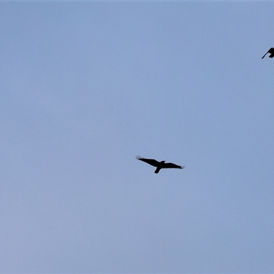 Corvus mellori at Killara, VIC - 24 May 2025 by KylieWaldon