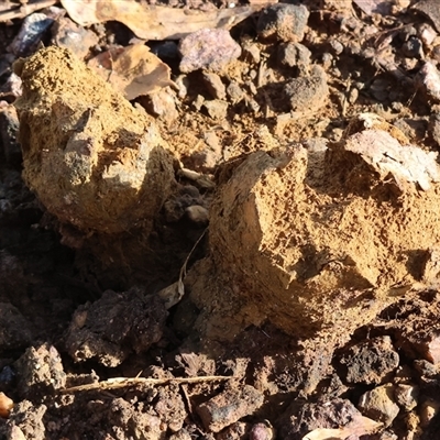 Unverified Fungus at Gateway Island, VIC - 25 May 2025 by KylieWaldon