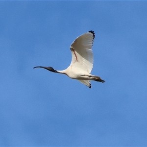 Threskiornis molucca at Gateway Island, VIC - 25 May 2025 by KylieWaldon