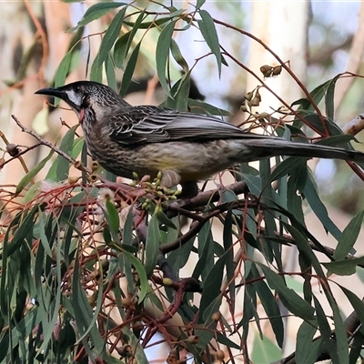 Anthochaera carunculata at Gateway Island, VIC - 25 May 2025 by KylieWaldon