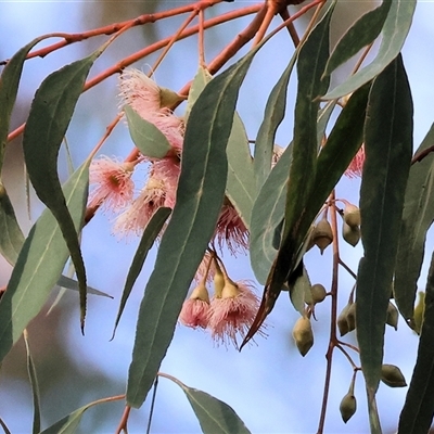 Eucalyptus leucoxylon at Gateway Island, VIC - 25 May 2025 by KylieWaldon