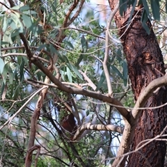 Eucalyptus sideroxylon at Gateway Island, VIC - 25 May 2025 10:06 AM