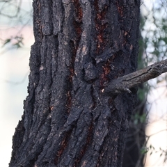 Eucalyptus sideroxylon at Gateway Island, VIC - 25 May 2025 10:06 AM