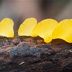 Unverified Jelly-like; smooth, featureless surface at Kambah, ACT - 28 May 2025 by Steven999
