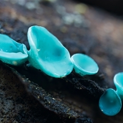 Chlorociboria (An elfcup fungus) at Kambah, ACT - 28 May 2025 by Steven999