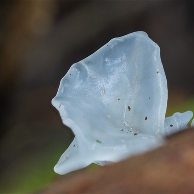 Tremella fuciformis at Kambah, ACT - 28 May 2025 by Steven999