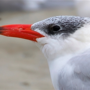 Thalasseus bergii at Bongaree, QLD - 19 May 2025 by jb2602