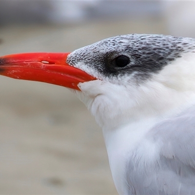 Thalasseus bergii at Bongaree, QLD - 19 May 2025 by jb2602