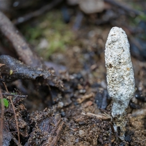 Unverified Other fungus at Kambah, ACT - 28 May 2025 by Steven999