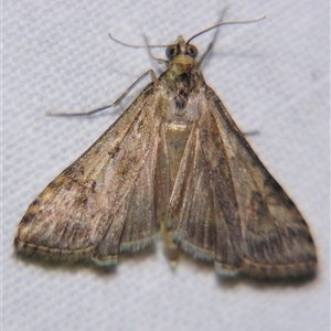 Unverified Pyralid or Snout Moth (Pyralidae & Crambidae) at Quilpie, QLD - 1 Nov 2009 by PJH123