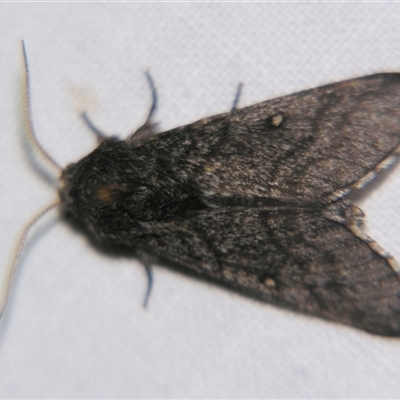 Hopliocnema brachycera (Desert Hawk Moth) at Quilpie, QLD - 1 Nov 2009 by PJH123