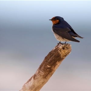 Hirundo neoxena at Bongaree, QLD - 19 May 2025 by jb2602