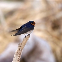 Hirundo neoxena at Bongaree, QLD - 19 May 2025 12:29 PM