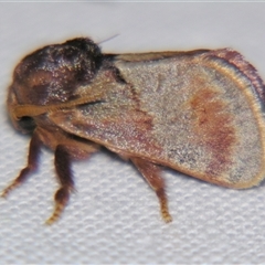 Eloasa symphonistis (Limacodidae) at Quilpie, QLD - 1 Nov 2009 by PJH123