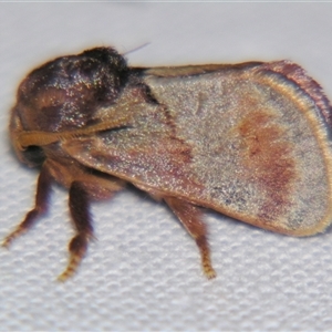 Unverified Other moth at Quilpie, QLD - 1 Nov 2009 by PJH123