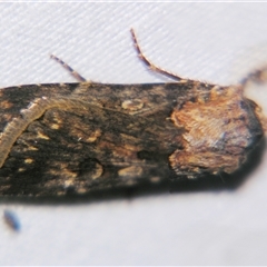 Agrotis munda (Brown Cutworm) at Quilpie, QLD - 1 Nov 2009 by PJH123