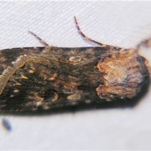 Unverified Noctuoid moth (except Arctiinae) at Quilpie, QLD - 1 Nov 2009 by PJH123