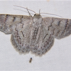 Crypsiphona ocultaria (Red-lined Looper Moth) at Quilpie, QLD - 1 Nov 2009 by PJH123