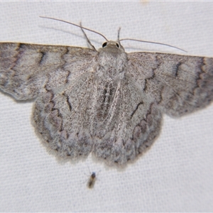 Crypsiphona ocultaria (Red-lined Looper Moth) at Quilpie, QLD - 1 Nov 2009 by PJH123