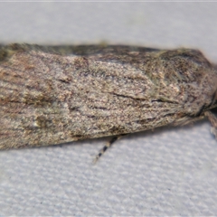 Neogalea sunia (Catabena Moth) at Quilpie, QLD - 1 Nov 2009 by PJH123