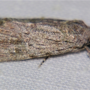 Unverified Noctuoid moth (except Arctiinae) at Quilpie, QLD - 1 Nov 2009 by PJH123