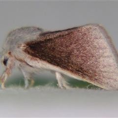 Lasiocampidae (family) at Quilpie, QLD - 1 Nov 2009 by PJH123