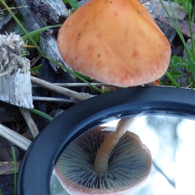 Unverified Cap on a stem; gills below cap [mushrooms or mushroom-like] at Fern Tree, TAS - Yesterday by VanessaC