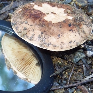 Unverified Cap on a stem; gills below cap [mushrooms or mushroom-like] at Ridgeway, TAS - Today by VanessaC