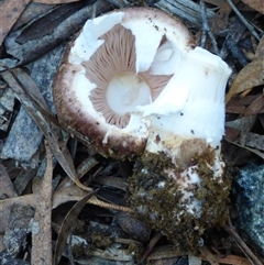 Unverified Cap on a stem; gills below cap [mushrooms or mushroom-like] at Ridgeway, TAS - Yesterday by VanessaC