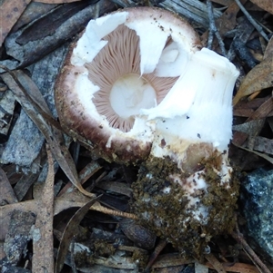 Unverified Cap on a stem; gills below cap [mushrooms or mushroom-like] at Ridgeway, TAS - Today by VanessaC