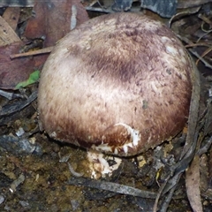 Agaricus sp. at Ridgeway, TAS - 30 May 2025 03:51 PM