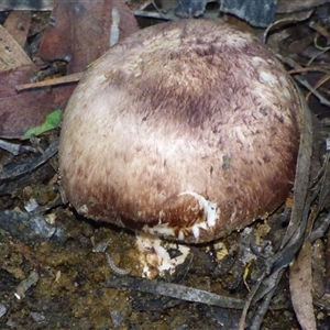Agaricus sp. at Ridgeway, TAS - 30 May 2025 03:51 PM