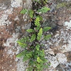 Cheilanthes distans at Strathnairn, ACT - Today by Clarel