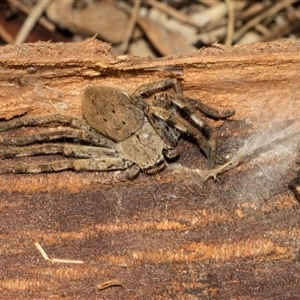 Unverified Huntsman spider (Sparassidae) at Monash, ACT - Today by AlisonMilton