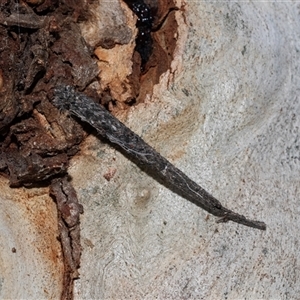 Conoeca guildingi at Belconnen, ACT - 21 May 2025 by AlisonMilton