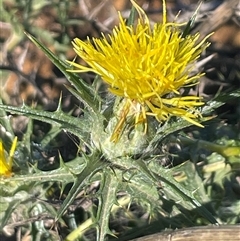 Carthamus lanatus (Saffron Thistle) at Macnamara, ACT - 30 May 2025 by Clarel