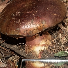 Unverified Cap on a stem; pores below cap [boletes & stemmed polypores] at Isabella Plains, ACT - Yesterday by AlisonMilton