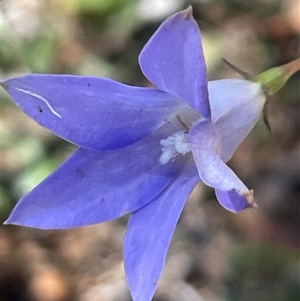 Wahlenbergia sp. at Strathnairn, ACT - Today by Clarel