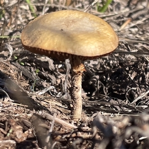 Unverified Cap on a stem; gills below cap [mushrooms or mushroom-like] at Macnamara, ACT - Today by Clarel