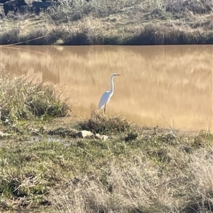 Ardea alba at Macnamara, ACT - Today by Clarel