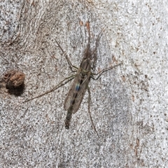 Unverified Crane fly, midge, mosquito or gnat (several families) at Isabella Plains, ACT - Yesterday by AlisonMilton