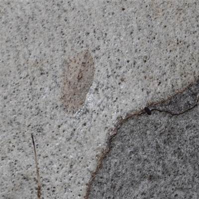 Ledromorpha planirostris (A leafhopper) at Isabella Plains, ACT - Yesterday by AlisonMilton