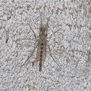 Unverified Crane fly, midge, mosquito or gnat (several families) at Isabella Plains, ACT - Today by AlisonMilton