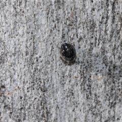 Coccinellidae (family) (Unidentified lady beetle) at Isabella Plains, ACT - Yesterday by AlisonMilton